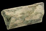 Unidentified Fossil Bone Section - North Dakota #120548-1